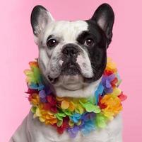 French Bulldog, three years old, wearing Hawaiian lei, pink background. photo