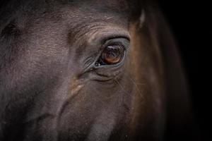 Caballos Imágenes, Fotos y Fondos de pantalla para Descargar Gratis Caballos Imágenes, Fotos y Fondos de pantalla para Descargar Gratis