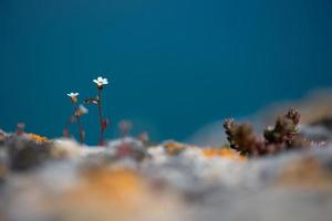 wild white rock flowers - selective focus, copy space