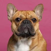 primer plano de bulldog francés, un año de edad, fondo rosa.