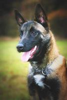 portrait of a belgian shepherd dog photo