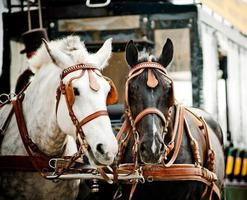 Horse carriage photo