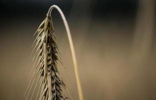 cosecha de trigo natural foto