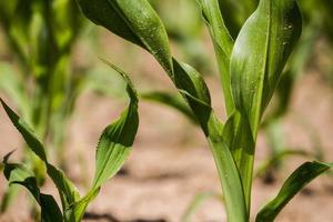 Corn growing in the sun photo