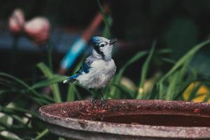 Blue jay on birdbath photo