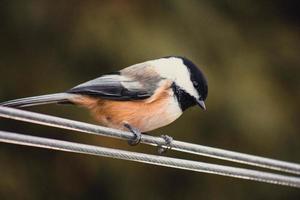 Close-up of bird on cable photo