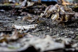 Close-up of dried autumn leaves photo