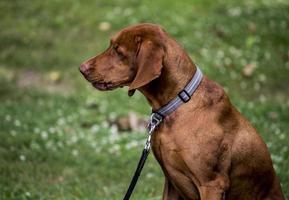 Brown dog sitting in the grass photo