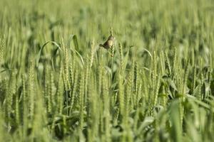 Brown seedeater bird in green wheat field photo