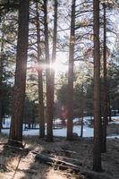 Brown trees in the sun near body of water during daytime photo