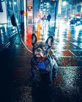 Black pug with leash on wet city street during nighttime photo