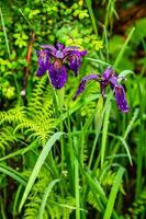 Wet Siberian iris in a nature reserve