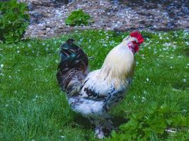 A rooster in the grass photo