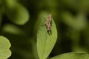 insecto de pie sobre un trébol verde