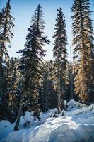 pinos cubiertos de nieve durante el día foto