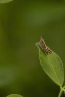 An insect standing on a green clover photo