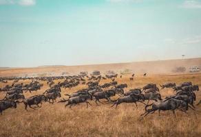 Wilderbeast herd running photo