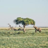 Elephant with trunk up photo