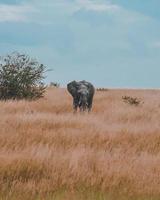 Gray elephant in the African savannah photo