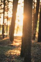 luz del sol a través de un campo de árboles foto
