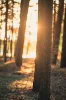 Sunlight through a field of trees photo