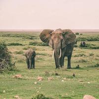 Mom and baby elephant photo