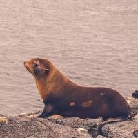 Sea lion resting photo