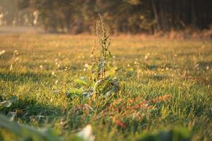 campo de hierba verde en la temporada de otoño foto