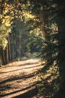 Selective focus of green pine tree during daytime photo