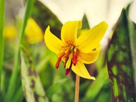 Pequeña flor de primavera que crece temprano en el bosque de Quebec foto