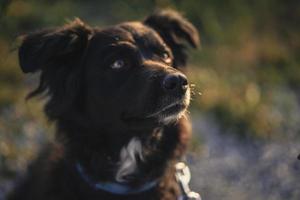 perro de pelo largo blanco y negro foto