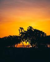 silueta de árboles contra el cielo naranja foto