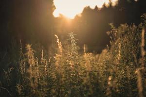 Fotografía de enfoque selectivo de plantas en un campo de trigo durante la puesta de sol foto