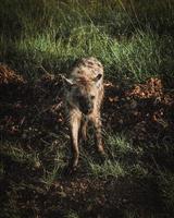 Wild hyena in Africa photo