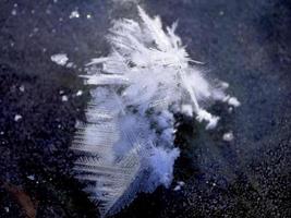 Snowflakes on ice photo