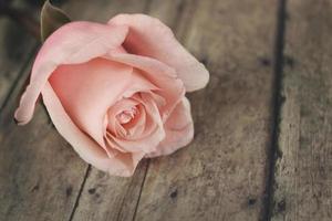 Pink rose on rustic wood photo