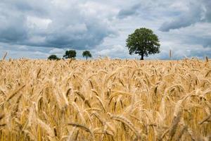 fotografía de paisaje de campo de trigo foto