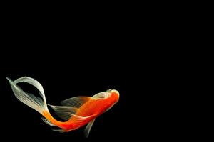 Comet-tailed goldfish on black background photo