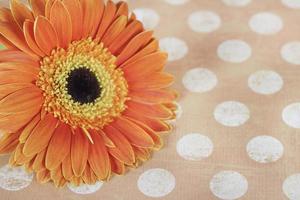 Orange flower on polka dot table cloth photo