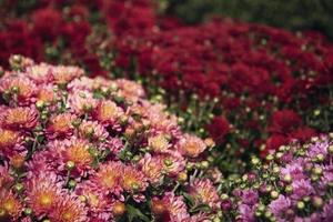 flores en el jardín cambiante foto