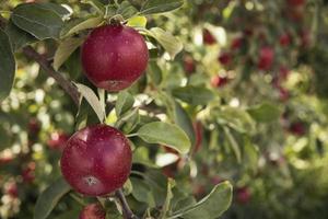 Close-up of red apple trees photo