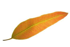 Eucalyptus leaf on white background photo