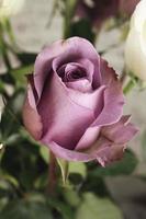 Close-up of pink rose photo