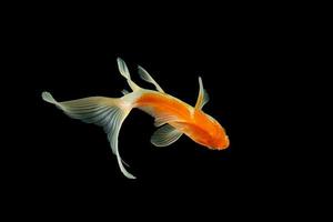 Comet-tailed goldfish on black background photo