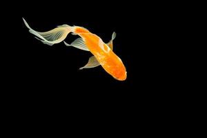 Comet-tailed goldfish on black background photo