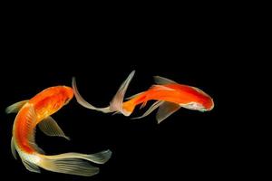 Comet-tailed goldfishes on black background