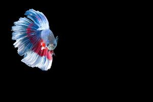 Halfmoon betta fish with blue and red stripes photo