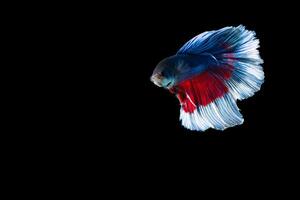 Halfmoon betta fish with blue and red stripes photo