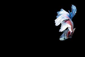 Halfmoon betta fish with blue and red stripes photo