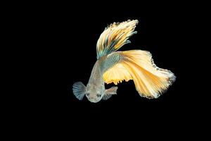 Halfmoon betta fish on black background photo